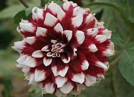 30 Dahlia Pompon Dahlia Tuber Seeds Bw91059-20 Gardening USA SELLER - $13.97