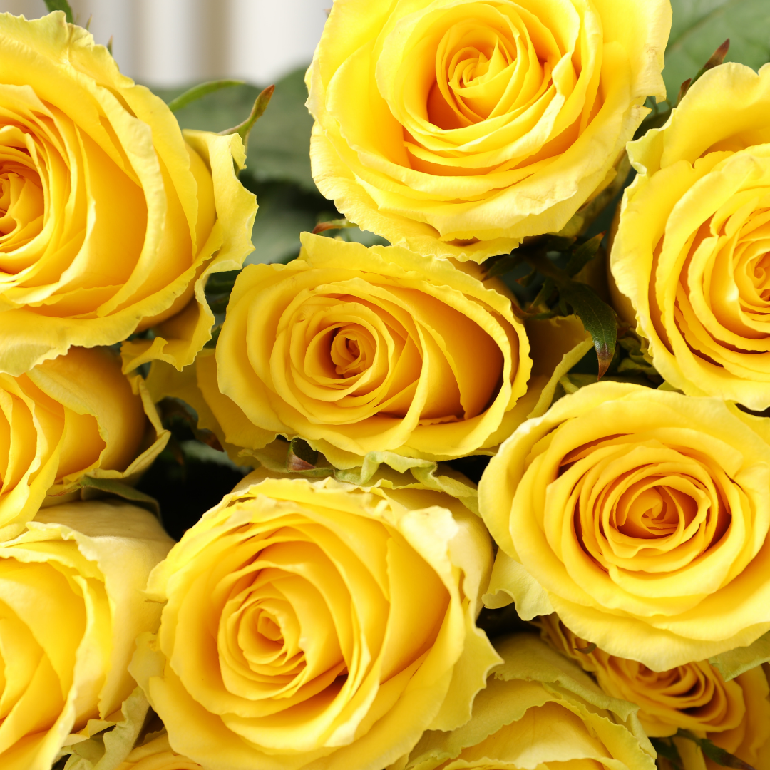 Golde Yellow Roses Yellow Rose Golden Celebration Aromatic 100 PCS Seeds - Seeds & Bulbs