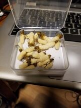 Mop Fly Beige with dubbed Collar size 12 Scud Hook, Trout &amp; Bass and Blu... - $24.75