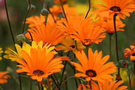 200 African Daisy Mix Seeds Drought Tolerant Annual White Orange Yellow Apricot  - £14.10 GBP