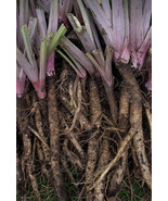 MX Burdock Takinogawa 10 Seeds Edible Gobo Kimpira 3 4' Roots Heirloom B... - $10.09