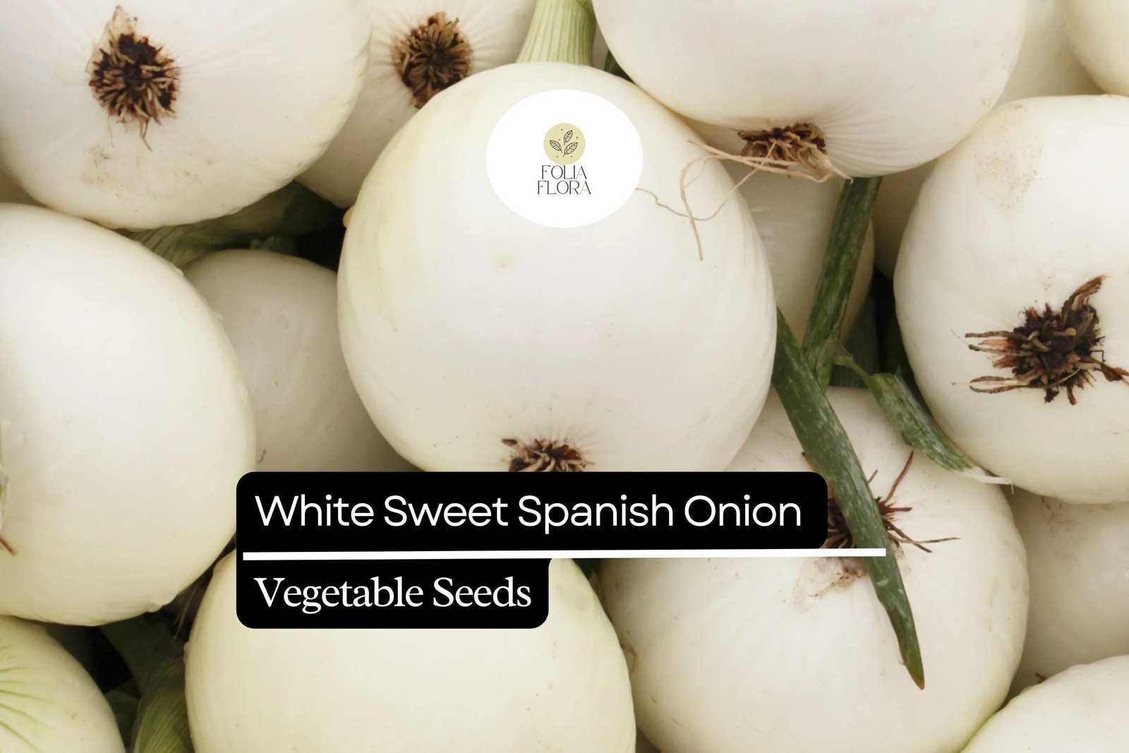 200 Seeds White Sweet Spanish Onion, Allium Cepa, Large Mild Bulbs for C... - $5.14