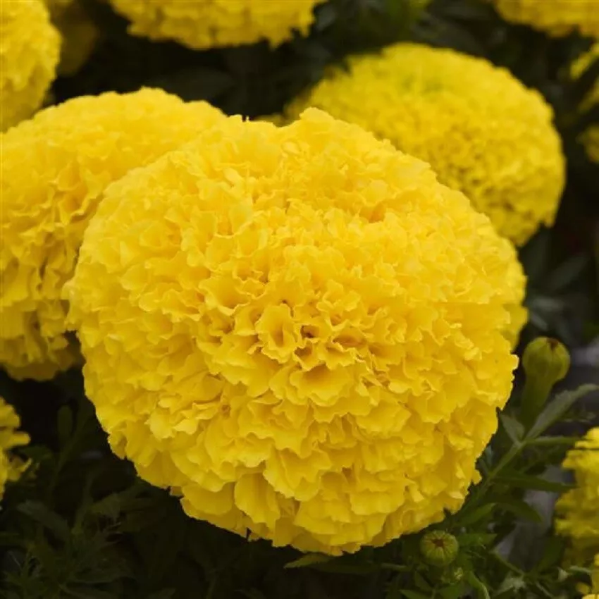Marigold Seeds 25 Seeds Marigold Marvel II Yellow African Marigold Seeds F1 - $14.53