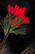 FREE SHIPPING Castilleja coccinea Scarlet Indian Paintbrush Prairie Fire 100 See - £13.51 GBP