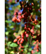 FREE SHIPPING 50+ seeds Goji berry {Lycium chinense} Heirloom NON-GMO  - $12.99