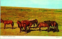 RPPC Group of Dartmoor Ponies Cotman Color UNP Postcard - £2.92 GBP