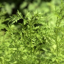 Sweet Annie Wormwood Artemisia 50 Seeds Fresh Garden USA SELLER - $19.98