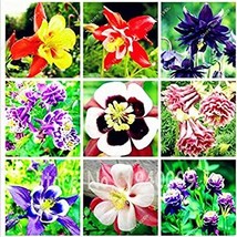 100  pcs Mixed Aquilegia Double Bonsai, Aquilegia Columbine Flowers Garden 24 Co - £6.46 GBP