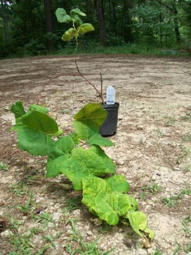 Mars Seedless Grape 1 Gal Healthy Vine Plants Vines Plant Sweet Grapes V... - $33.90