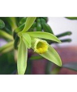 Vanilla Bean Vine 3 to 5 inch Live Vanilla Plant Vanilla Planifolia - Li... - £23.58 GBP