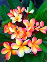 100  pcs Japanese Style Plumeria Plant Potted Bonsai DIY Home Garden - (Color: 1 - £3.58 GBP