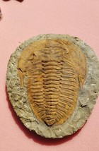 6.5 INCH Huge Trilobite Cambropallas Telesto Cambrian Trilobite from Mor... - $2,572.48 MXN