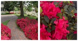 3 Live Plants Azalea Red Ruffle Red Flowering Dwarf Rhododendron Shrub H... - $64.93