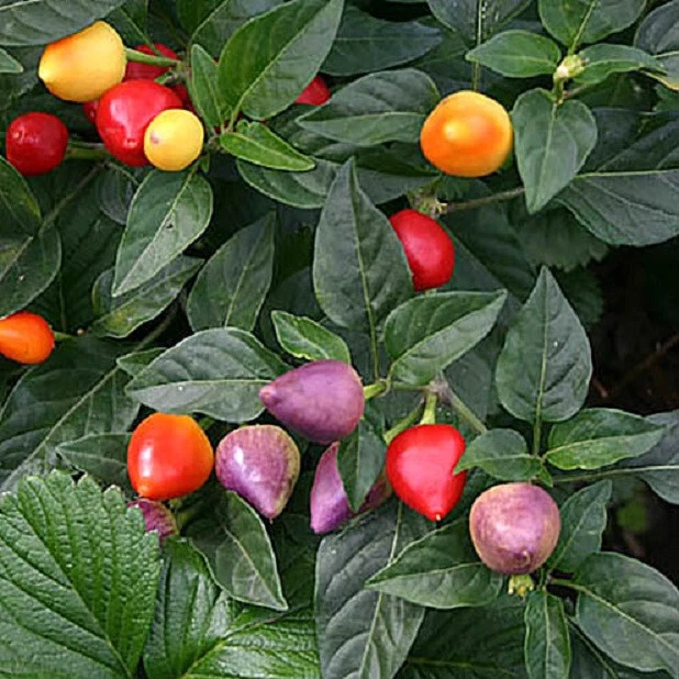 25 SEEDS Tennessee Teardrop Pepper Garden Vegetables Planting Edible Food - $9.69