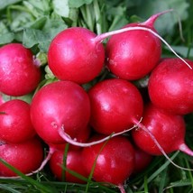 HGBO Cherry Belle Radish Seeds125 Seeds  Nongmo Fast Harvest  From US - $8.72