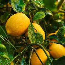 Meyer Lemon Seeds Citrus X Meyeri Fresh Seeds USA - $17.44