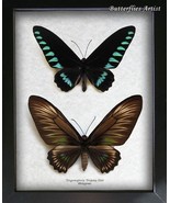 Palawan Birdwing Trogonoptera Trojana Pair Rare Butterflies Framed Shado... - $338.22 CAD