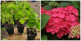 Masja Pink Mophead Hydrangea - Live Plant - Quart Pot - £33.56 GBP