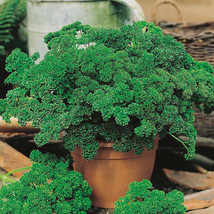 Non GMO - Moss Curled Parsley - 80 Day Aromatic Flavor (100 Seeds) - £6.26 GBP