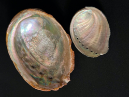 Large Vintage Abalone Shells 1 Large and 1 Small - £23.89 GBP