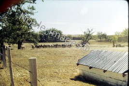 1977 Rural Ranch Scene Sheep in Pen Wyoming Ektachrome 35mm Slide - £3.49 GBP