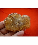 (k-3008) 60 g Rare Kauri tree Gum copal young Amber New Zealand Tane Mahuta - $79.46