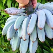 SEPTH Banana Blue Java Exotic Ornamental Musa Acuminata Live Fruit Tree ... - £46.54 GBP