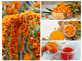 50 Seaberry Seeds Sea Buckthorn Edible Berry Fruit Tree Gardening USA SHIPPING - $7.90