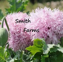 200 Seeds Lilac Pompon Poppy Flowers Plants Garden Planting From US - £7.92 GBP