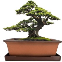 Muzhi Decorative Ceramic Bonsai Planter Pot 8.5 Inch With Tray, Breathable - £31.71 GBP