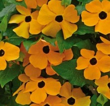 Jstore USA Black Eyed Susan Vine 50 Seeds Flower Garden - £4.27 GBP