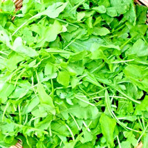 Bloomys 2000 Seeds Arugula Spring Vegetable Garden Salad Greens Herbs Mi... - $9.38