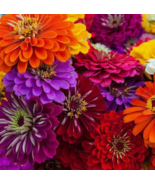 SD 200 California Giant Zinnia Seeds | Sale  Non Gmo Heirloom Garden Seeds - $8.20