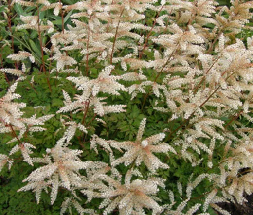 100 Dwarf Pink Spiraea Shrub Flowering Bloom Seed - £5.11 GBP