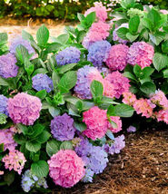 L.A. DREAMIN*Hydrangea Starter Plant*PINK,PURPLE &amp; BLUE BLOOMS AT THE SA... - $44.99
