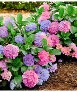 L.A. DREAMIN*Hydrangea Starter Plant*PINK,PURPLE &amp; BLUE BLOOMS AT THE SA... - £35.45 GBP