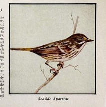 Seaside Sparrow Bird Print 1931 Blue Book Birds Of America Animals Art P... - $19.99