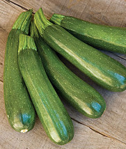 HGBO Zucchini Dark Green Squash Nongmo Heirloom 25 Seeds Zucchini Seeds ... - $8.72