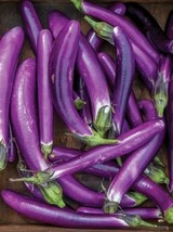 Eggplant Chinese String, 25 Seeds R - £13.02 GBP