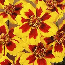 400 Dainty Marietta French Marigold Tagetes Patula Flower   - $17.00