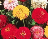 California Giant Zinnia Flower Seeds 100 Seeds Mixed Colors Annual - $8.99