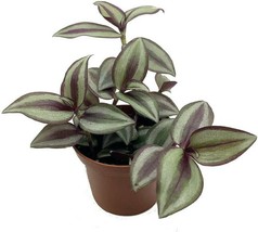 Live Plant Jew Sterling Silver Wandering 2.5&quot; Pot Tradescantia Purple &amp; Silver - £31.96 GBP