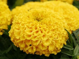 SGHOST African Giant Marigold Seeds 25 Count~3 To 4 Ft Tall USA Seller - £6.44 GBP