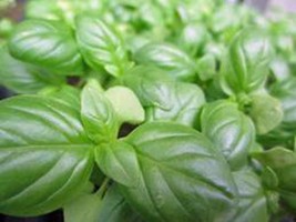 Basil Sweet Genovese 25 Seeds Great Herb Seed Garden Fresh Seeds Gardening - $2.98
