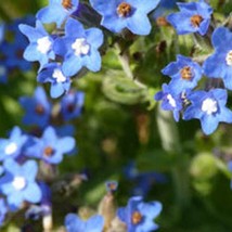 New Alkanet Seeds Anchusa Officinalis Seed Dye Fresh USA Garden - $11.20