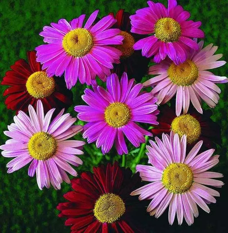 Robinson&#39;s Painted Daisy Flower Seeds - £3.30 GBP