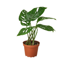 Monstera Plant in a 4-inch Nursery Pot, Adanson&#39;s, Swiss Cheese Vine, Five Holes - £21.19 GBP