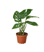 Monstera Plant in a 4-inch Nursery Pot, Adanson's, Swiss Cheese Vine, Five Holes - $26.95