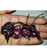 Leopard Reaper F5 Pepper 12 Seeds - €10,42 EUR