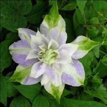 Double Purple Green Clematis 10 Seeds Flowers Perennial - £8.38 GBP